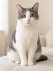 Foto de referencia de una gata blanca y gris